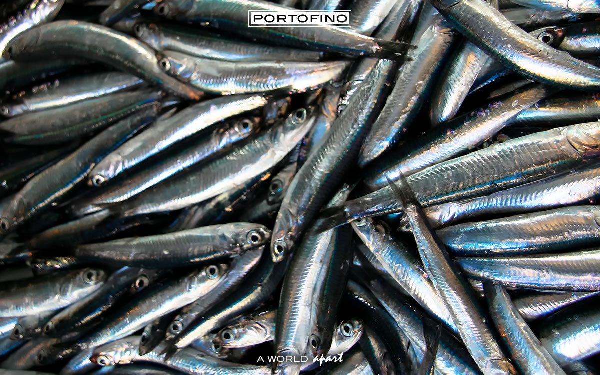 Silver lights: the blue fish of Portofino