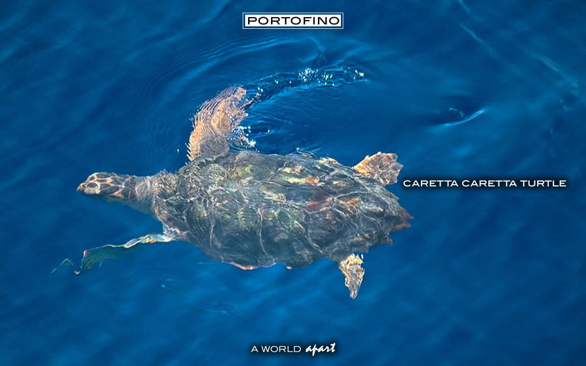 portofino-caretta-caretta-turtle
