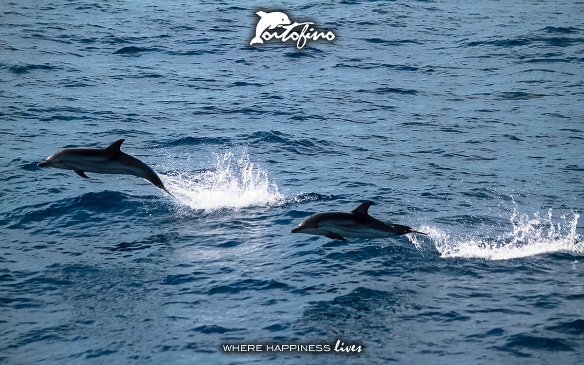 The Dolphins of Portofino running in front of the Lighthouse