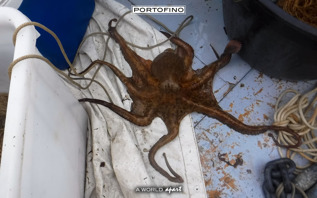 Among the waves of Portofino: an octopus greets from the boat