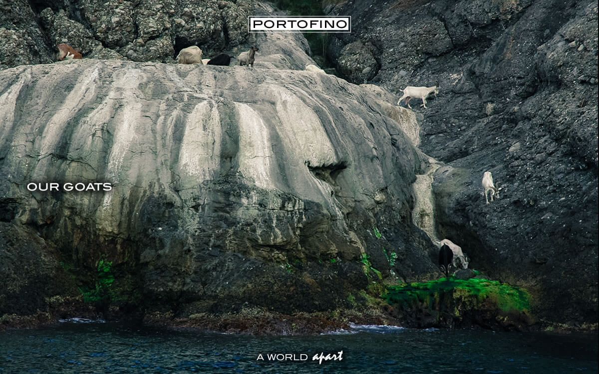 portofino-our-goats-3