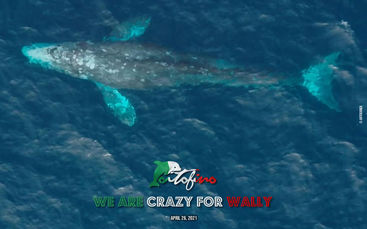 Wally, the polka dot whale only white and gray, has arrived in Liguria on April 26, 2021, from the south of Italy. 